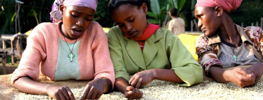 Äthiopische Kaffee-Rarität bei Maskal - fine coffee company - „Yirgacheffe special“, aus dem Tal des Nebels