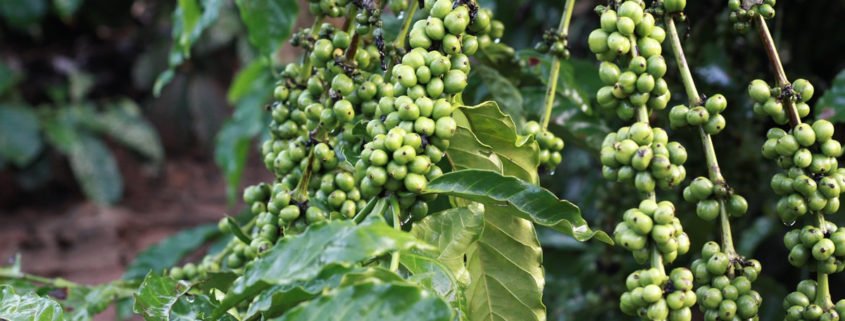 Grüner Kaffee