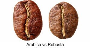 arabica vs robusta