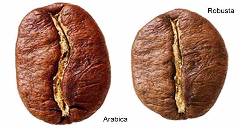 Unterschied Arabica und Robusta