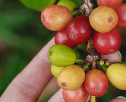 Hawaii Kona Kaffee – Exklusiver Kaffeegenuss aus dem Kona Coffee Belt