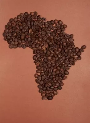Kaffeeanbau in Afrika