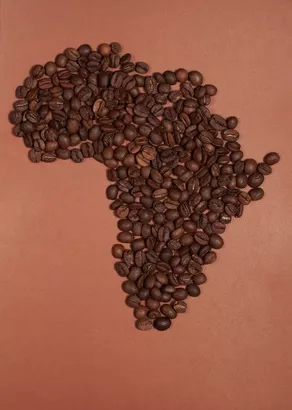 Kaffeeanbau in Afrika