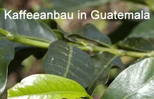 Kaffeeanbau in Guatemala