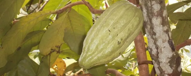 Kakao Pflanze