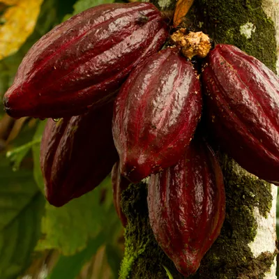 Wird der Kakao langsam knapp?